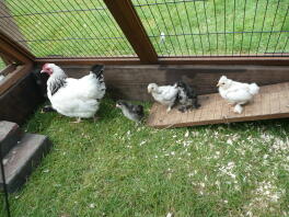 Maman du Sussex légère avec des poussins bantam bottés