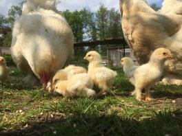 Deux gros poulets et beaucoup de petits poussins jaunes se tenaient dans un jardin