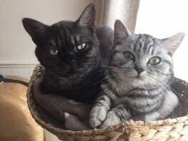 Fumée noire et tabby argenté