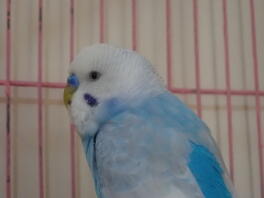 Ciel ☺
