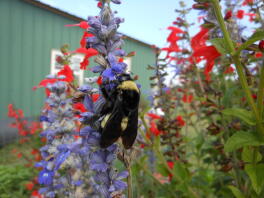 Bourdon sur Salvia