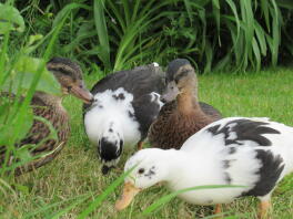 groupe de jeunes canards d'appel explorant