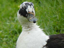 canard d'appel de pie