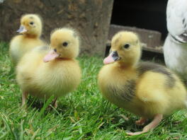 Canard mignon  Races de Canards