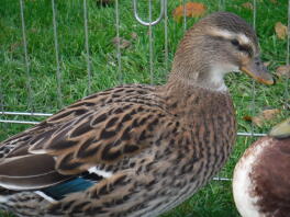 Canard mignon  Races de Canards