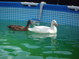 canards dans la piscine