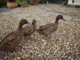 Trio de filles