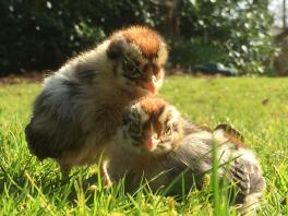 Poussins de campine dorés