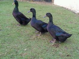 Nos canards