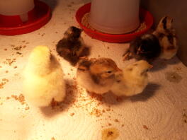 Poussins