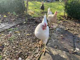 Mes poules