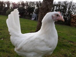 Livourne blanche