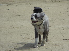 Happy Bo aime la plage