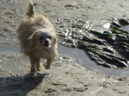 Ollie courant sur la plage