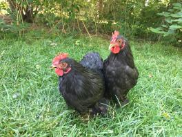 Coqs Bantam Black Cochins