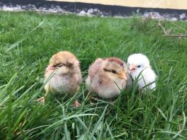 Poule Legbar, première fois sur l'herbe.