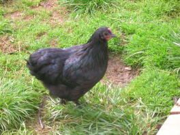 poulette bantam langshan crod noir