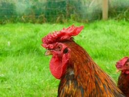 une casquette rouge