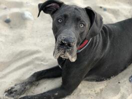 Chien sur la plage