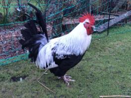 Coq de 26 semaines