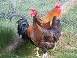 Belle poule Dorking rouge