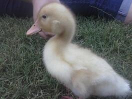 daffy mon canard amical