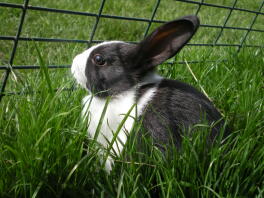 perdu dans l'herbe!