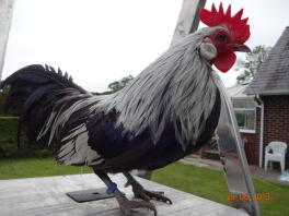 Coq hollandais