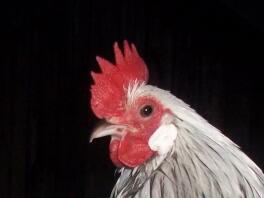 Quatuor de bantams hollandais en argent