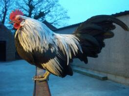 Cockrel bantam hollandais en aile de canard en argent