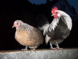 Bantams hollandais à ailes de canard