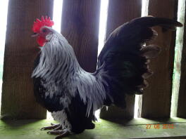 Coq hollandais en argent