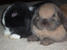 Mes lapins ollie et roxy