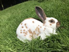 Biche tachetée anglaise écaille de tortue