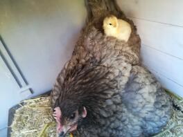 Un poulet marron avec un petit poussin jaune sur son dos à l'intérieur d'un poulailler