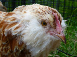 saumon Faverolle Bantam