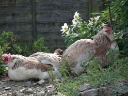 deux poules saumonées.