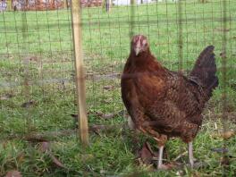 Poulette au crayon rouge chez Chartley Chucks