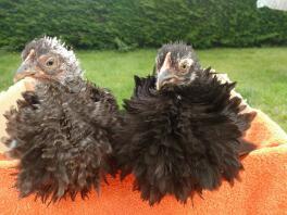 Les poussins Frizzle