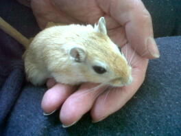 fiston!
