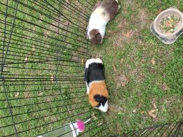 Deux cochons d'inde bruns, blancs et noirs dans un parc à animaux avec un bol de nourriture