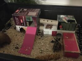 Aire de jeux pour hamster