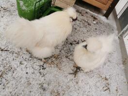 Poulets en Snow