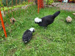 Poulets à l'extérieur