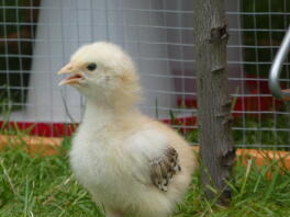 Un poulet debout dans la cour.