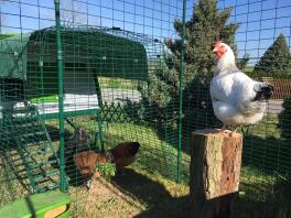 Omlet vert Eglu Cube grand poulailler et parcours relié à Omlet parcours pour poulets à pied