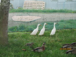 Beaucoup de canards, y compris trois canards de course indiens dans un jardin derrière des filets