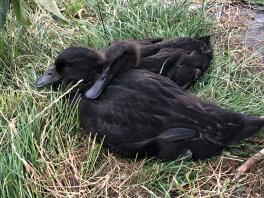 Deux adorables canards.