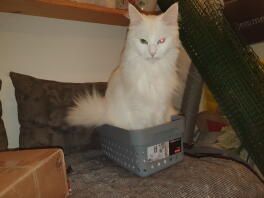 Un chat assis dans une boîte sur un canapé