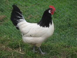 Poule de Lakenvelder